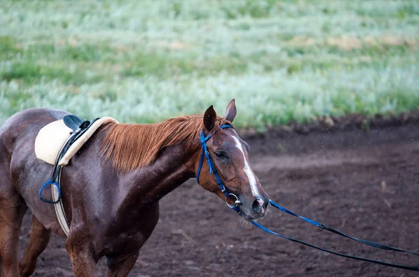 Paard op het circuit — Stockfoto