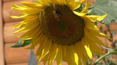 Rüzgarda sallanan ayçiçeği.