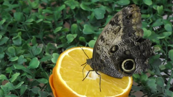 Butterfly have breakfast orange juice — Stock Video