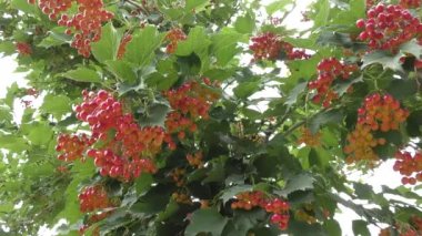 Rüzgarda sallanan kartopu meyve