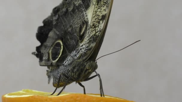 Бабочка из тропиков — стоковое видео