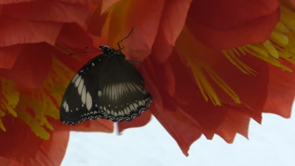 Butterfly uit de tropen — Stockvideo