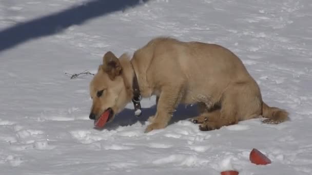 Kleine hondje lunchen — Stockvideo