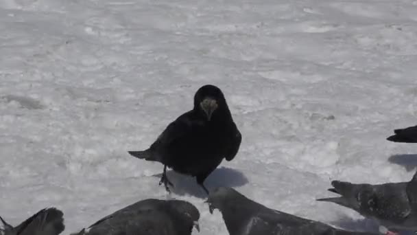 Duvor och råkor lunch — Stockvideo