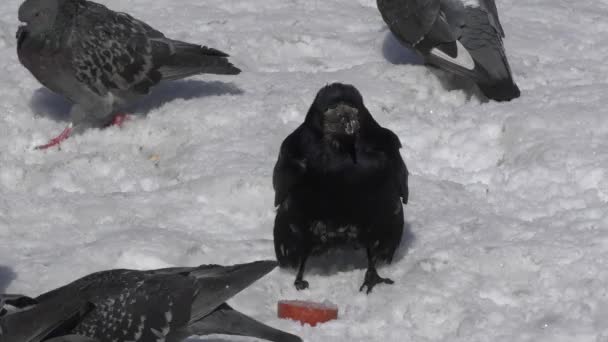 鸽子和白嘴鸦的午餐 — 图库视频影像