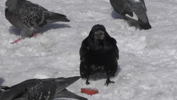 Tauben und Saatkrähen beim Mittagessen — Stockvideo