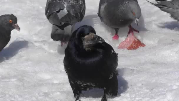 鸽子和白嘴鸦的午餐 — 图库视频影像