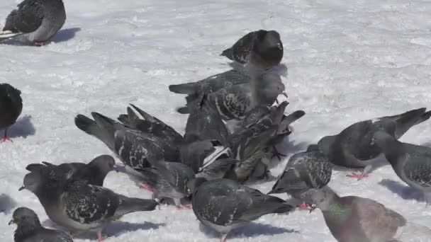 Pigeons and rooks lunch — Stock Video