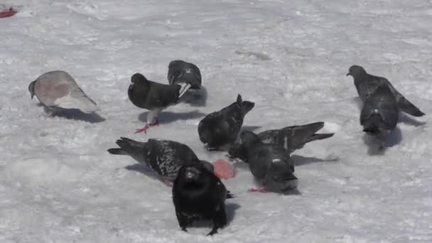 Tauben und Saatkrähen beim Mittagessen — Stockvideo