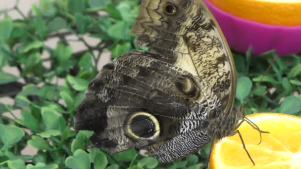 Mariposa desayunar jugo de naranja . — Vídeos de Stock