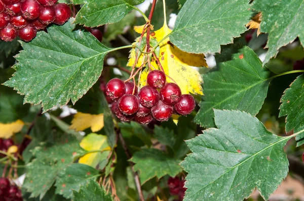 Autumn fruits of Hawthorn — Stock Photo, Image