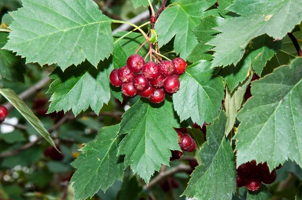 Frutos de outono de Hawthorn — Fotografia de Stock