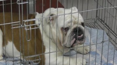 Köpek doğurmak İngilizce bulldog