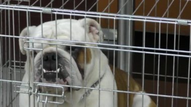 Köpek doğurmak İngilizce bulldog