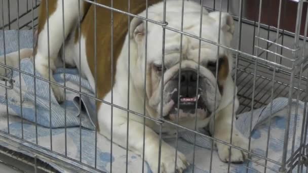 Hondenras Engels bulldog — Stockvideo