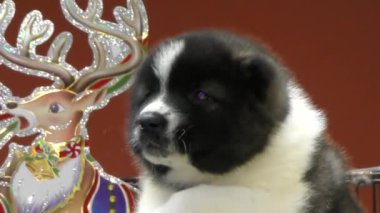 Köpek yavrusu Kafkas çoban