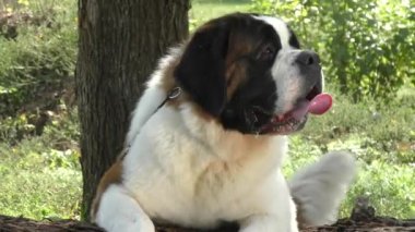 Köpek doğurmak St. Bernard