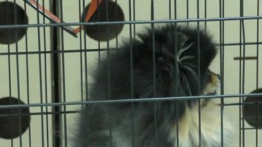 Spitz köpek ırkları