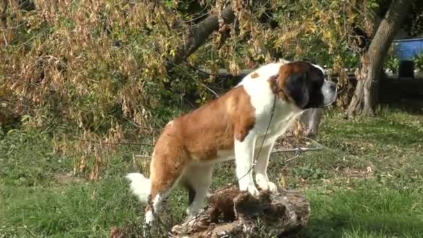 Hund rasen St. Bernard — Stockvideo