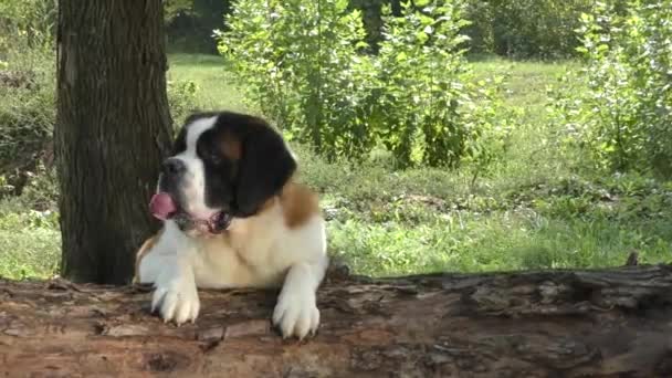 Köpek doğurmak St. Bernard — Stok video