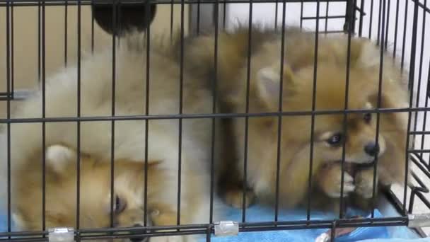 Anjing keturunan Spitz — Stok Video