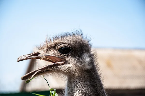 Черноафриканский страус — стоковое фото