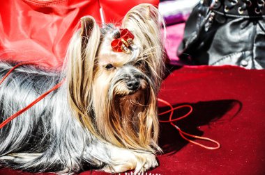 Köpek cinsi Yorkshire Teriyeri