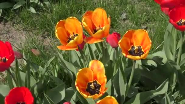 Gelb-rote Tulpen wiegen sich im Wind — Stockvideo