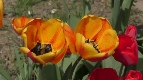 Tulipani giallo-rossi oscillano nel vento — Video Stock