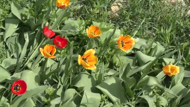 Gul-Röda tulpaner pendlar i vinden — Stockvideo