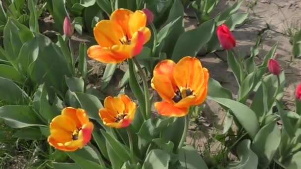 Les tulipes jaune-rouge se balancent dans le vent — Video