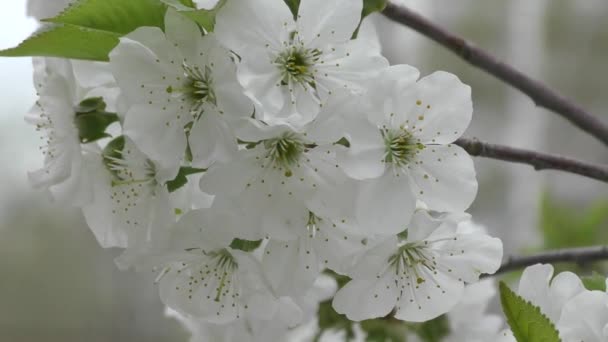 Білі квіти солодкої вишні — стокове відео