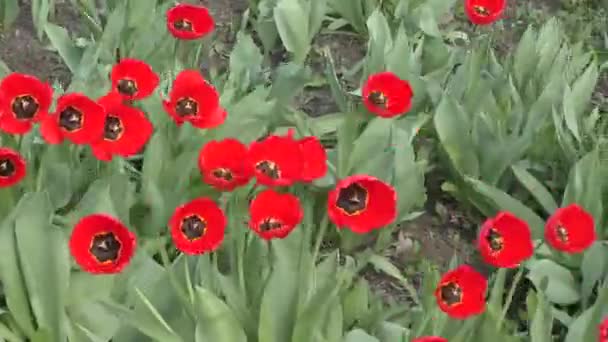 Tulipanes rojos balanceándose en el viento — Vídeo de stock