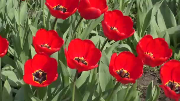 A szélben lengő piros tulipán — Stock videók