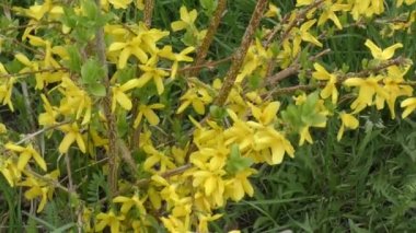 Sarı çiçek hor çiçeği