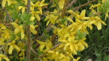 Sarı çiçek hor çiçeği