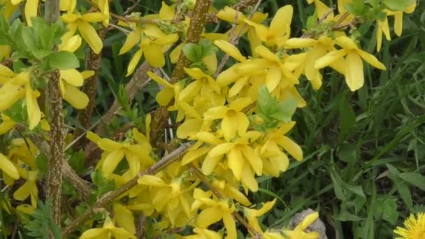 노란색 꽃 개나리 — 비디오