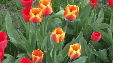 Lale rüzgarda sways