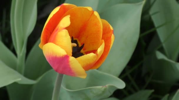 Tulip gungar i vinden — Stockvideo