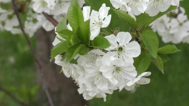 Bílé květy sweet cherry. — Stock video