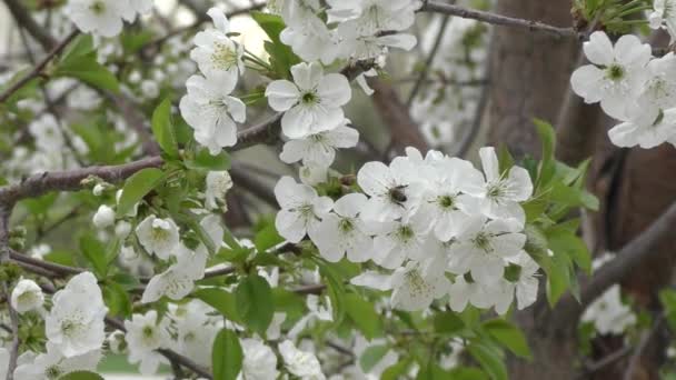 Flores blancas de cereza dulce . — Vídeos de Stock