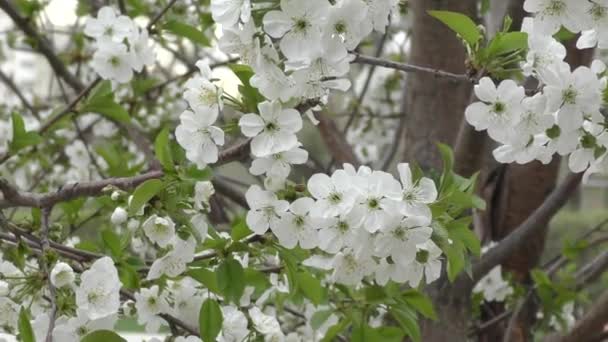 White flowers of sweet cherry. — Stock Video