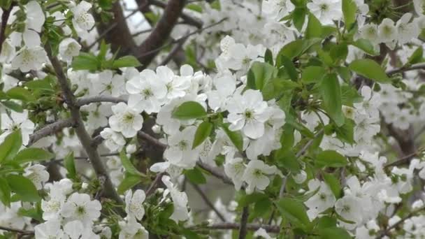 Witte bloemen van de zoete kers. — Stockvideo