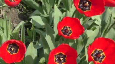 Rüzgarda sallanan kırmızı lale.