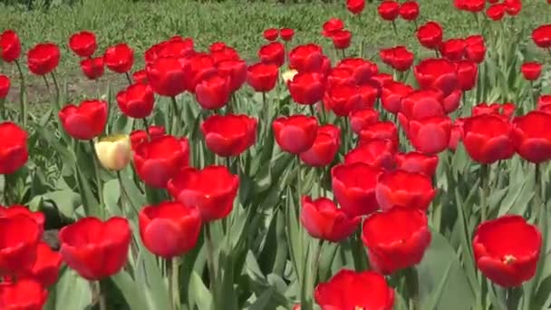 Tulipanes rojos balanceándose en el viento . — Vídeo de stock