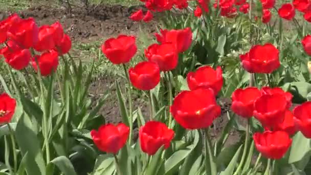Червоні тюльпани гойдаються на вітрі . — стокове відео