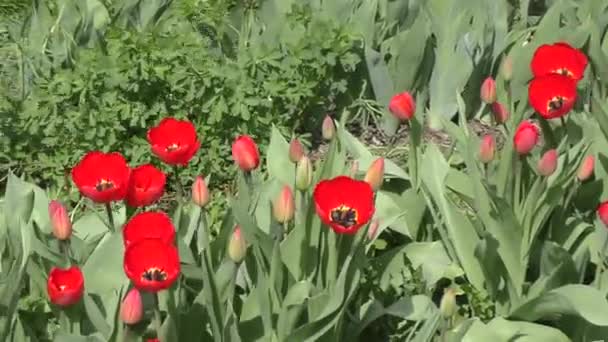 Tulipas vermelhas balançando no vento . — Vídeo de Stock