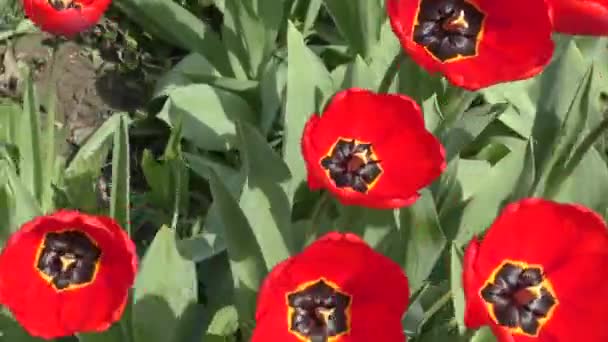Red tulips swinging in the wind. — Stock Video