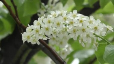 Beyaz çiçekler kuş kiraz ağacı