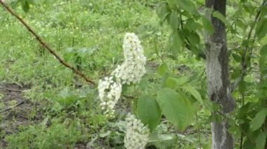 Beyaz çiçekler kuş kiraz ağacı